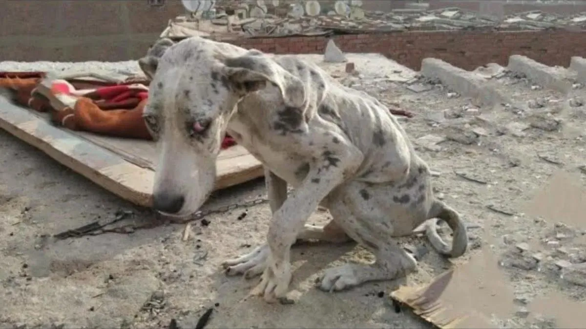 Uitgehongerde Duitse Dog at stenen om te overleven totdat iemand te hulp schoot 1