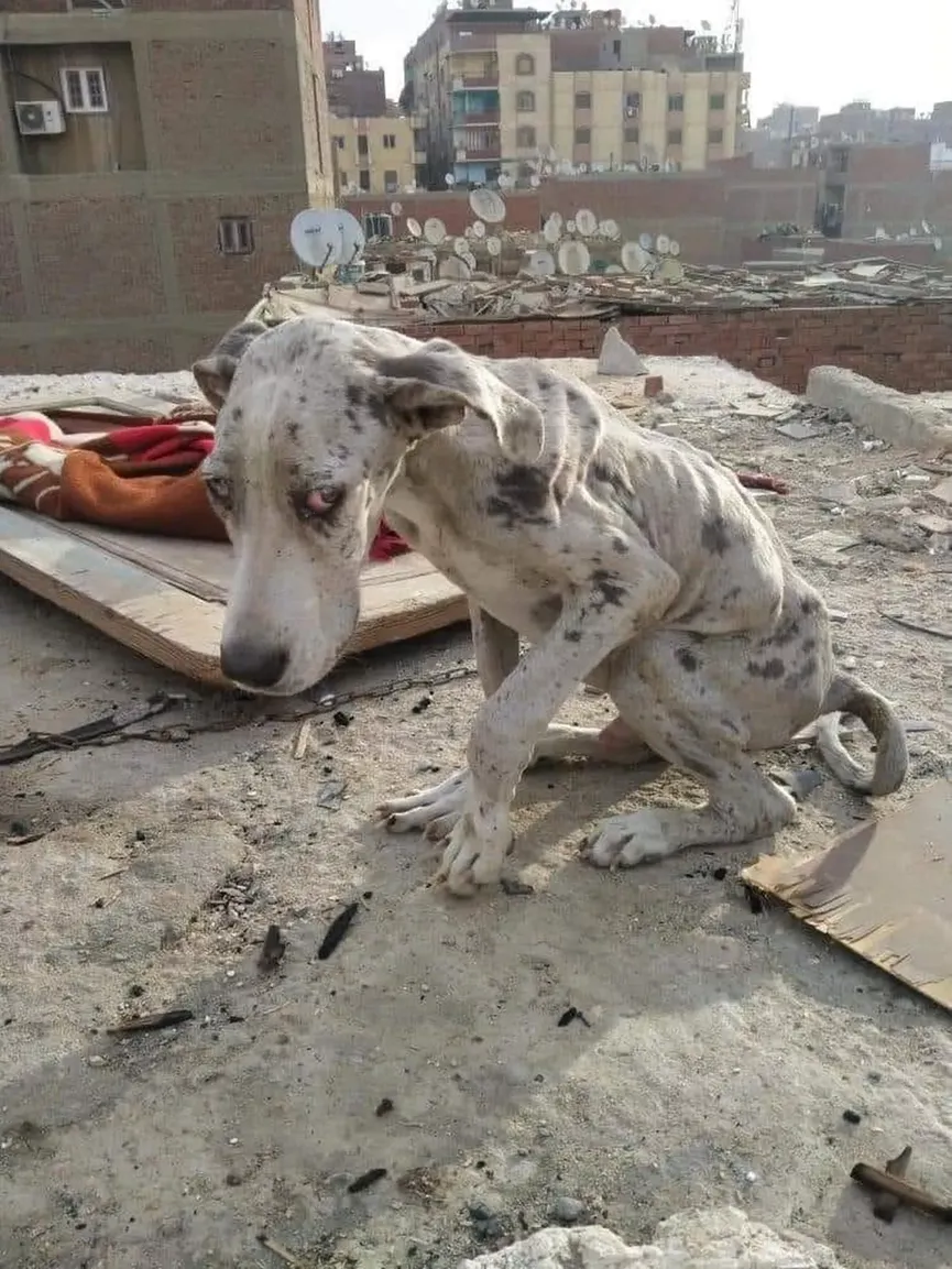 Uitgehongerde Duitse Dog at stenen om te overleven totdat iemand te hulp schoot 2