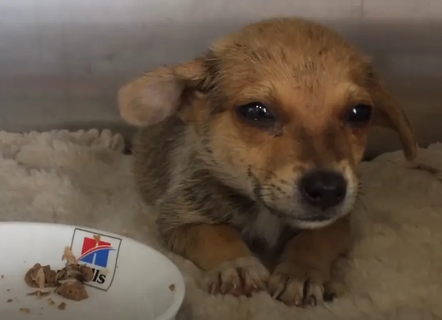 Uitgehongerde puppy geeft laatste stukje brood aan zijn redders 5