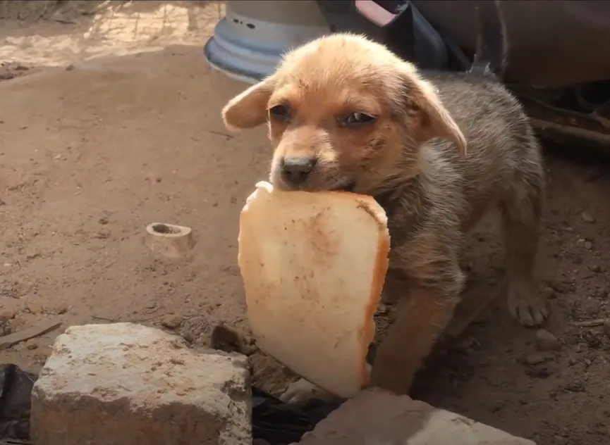 Uitgehongerde puppy geeft laatste stukje brood aan zijn redders 3