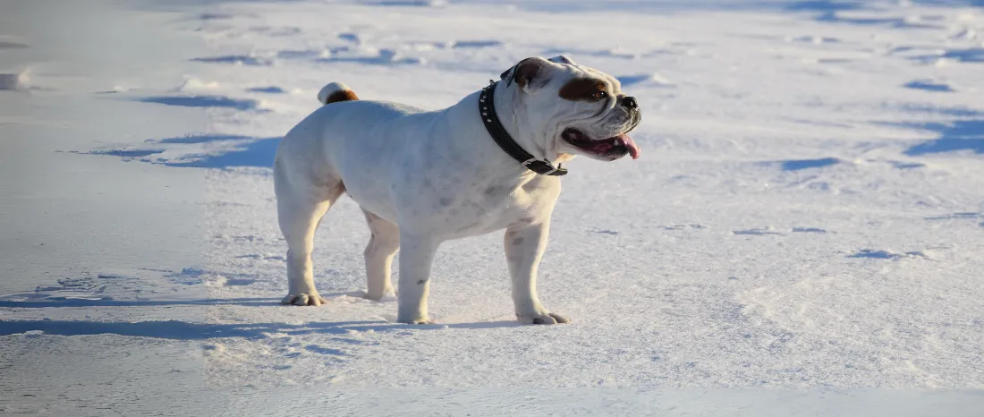 Valley Bulldog-hondenras-verzorging-gezin-sociaal-leven-fysieke-kenmerken-dieet-informatie