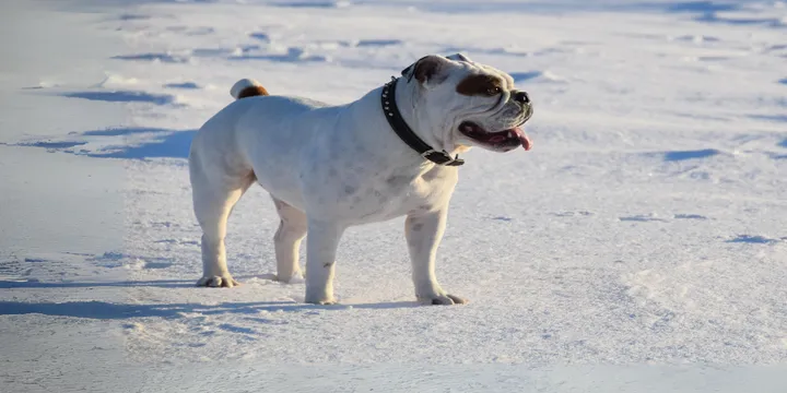 Valley Bulldog-hondenras-verzorging-gezin-sociaal-leven-fysieke-kenmerken-dieet-informatie