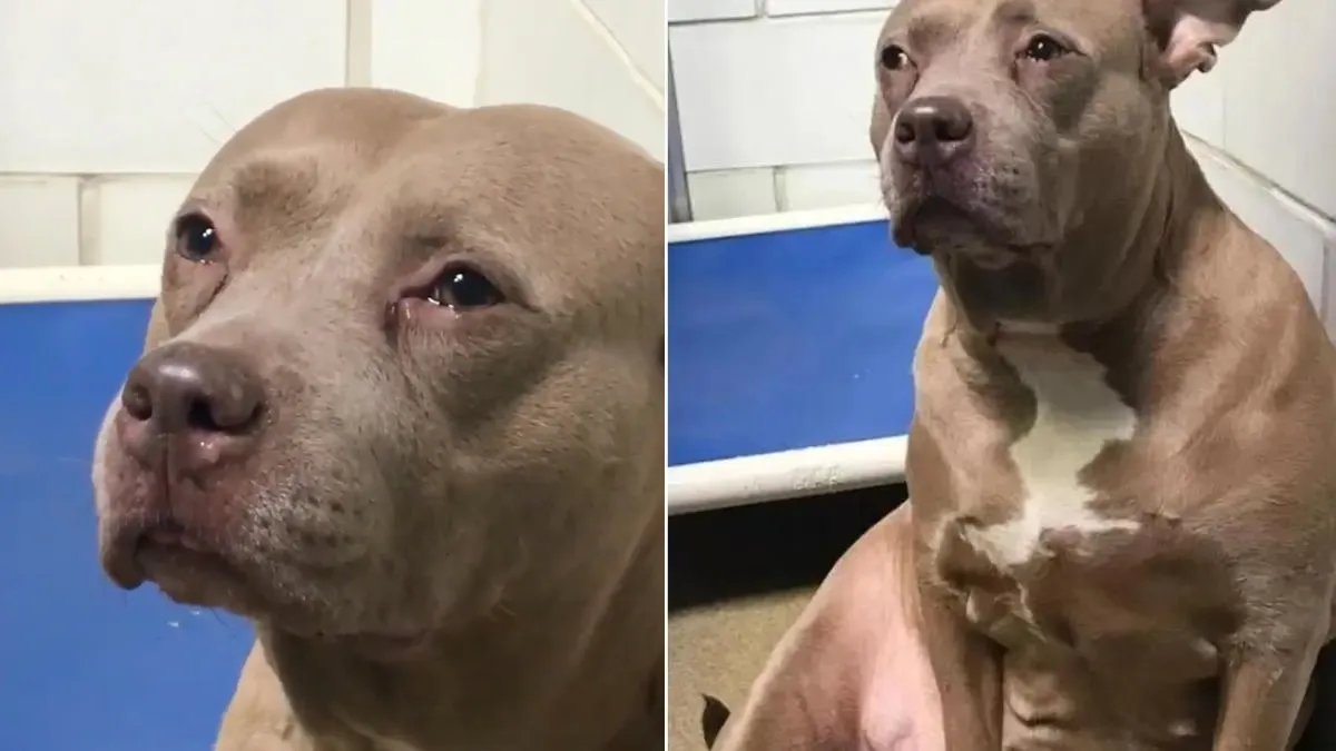 Verdrietige Pitbull mama zonder haar pups in asiel gedumpt kan niet stoppen met huilen 1