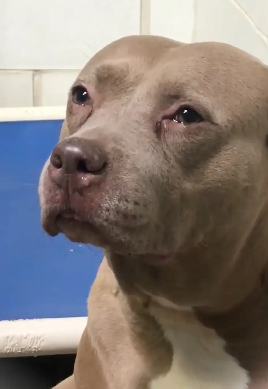 Verdrietige Pitbull mama zonder haar pups in asiel gedumpt kan niet stoppen met huilen 2