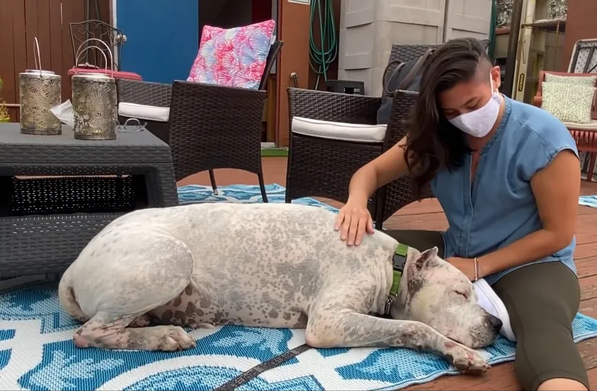 Verdrietige hond die naast overleden baasje werd gevonden, klikt meteen met zijn nieuwe moeder 5