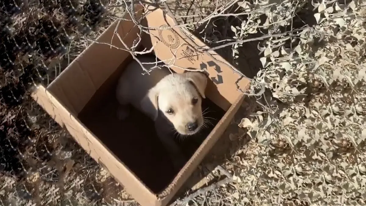 Volunteers find crying puppy separated from its mother and dumped on train tracks 1