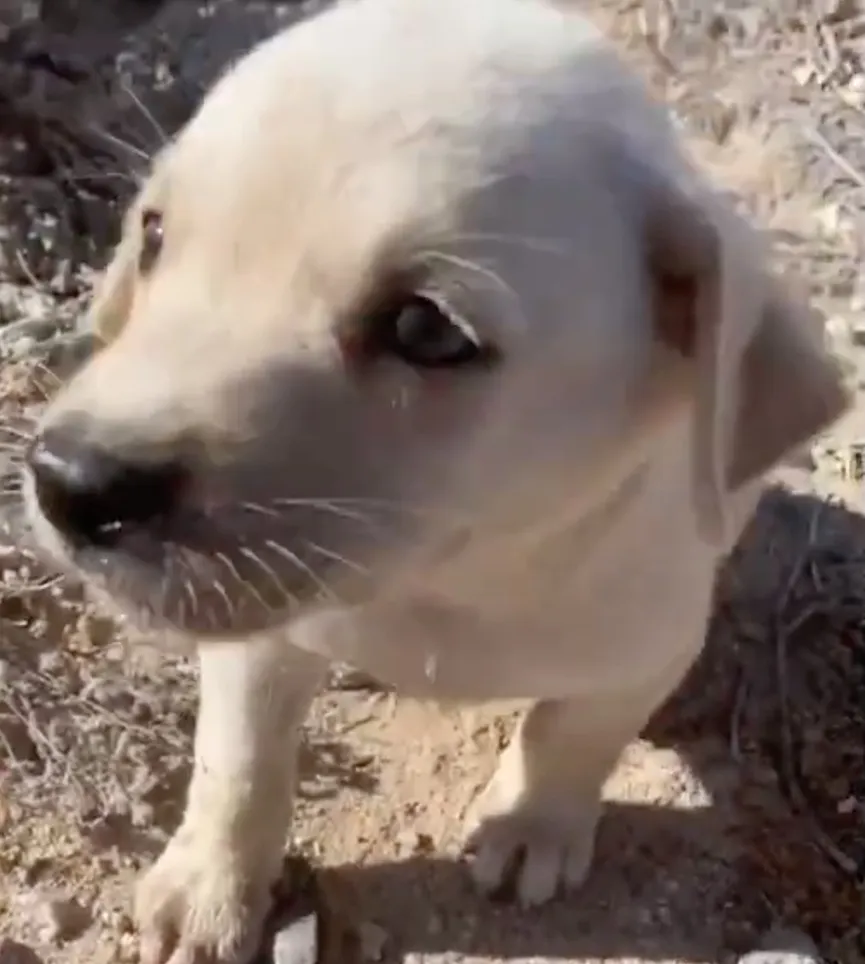 Volunteers find crying puppy separated from its mother and dumped on train tracks 4