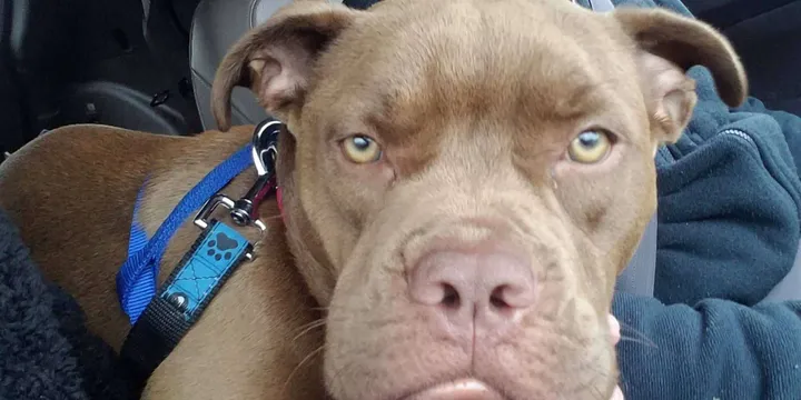 Vrijwilliger rijdt 2000 km om verloren pup terug te brengen en ontdekt dat eigenaar haar niet wil 1
