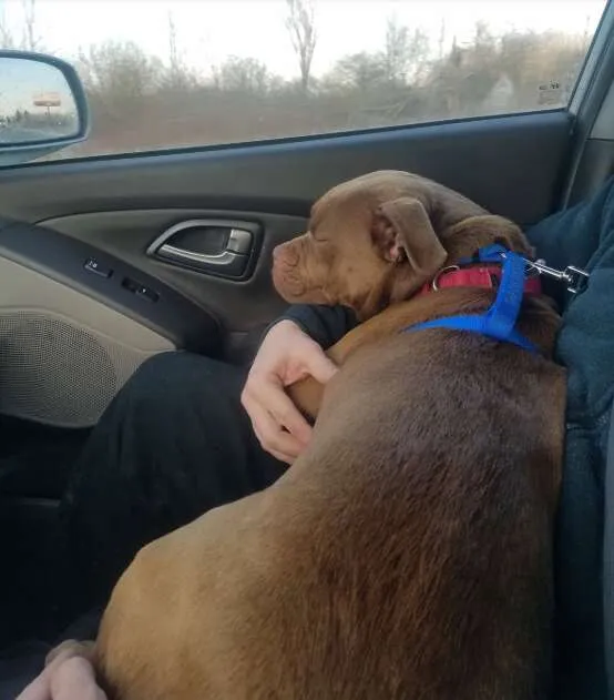 Vrijwilliger rijdt 2000 km om verloren pup terug te brengen en ontdekt dat eigenaar haar niet wil 5