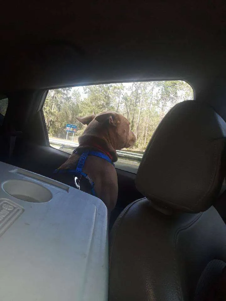 Vrijwilliger rijdt 2000 km om verloren pup terug te brengen en ontdekt dat eigenaar haar niet wil 4