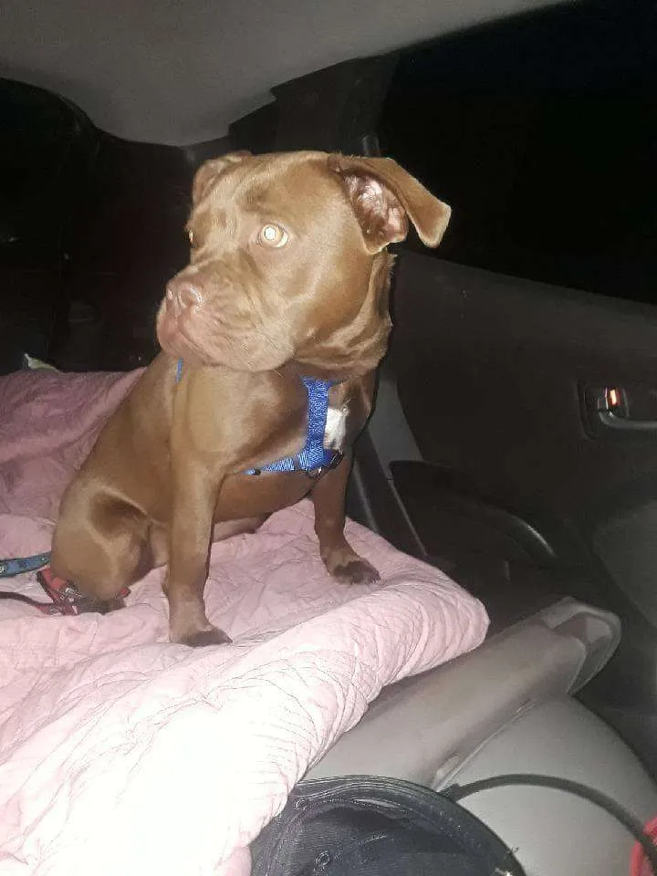 Vrijwilliger rijdt 2000 km om verloren pup terug te brengen en ontdekt dat eigenaar haar niet wil 3