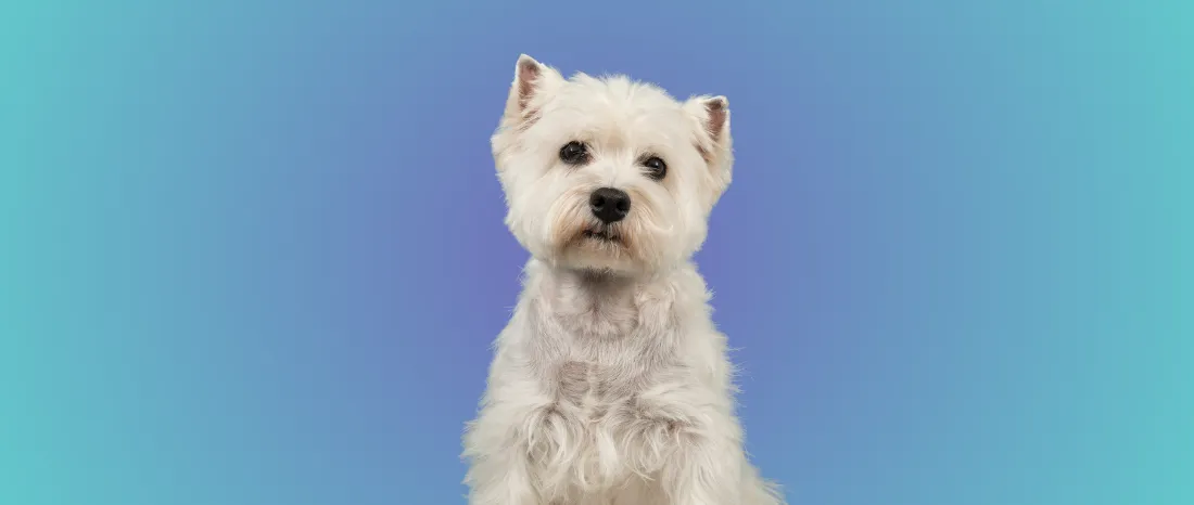 West Highland White Terriër-hondenras-verzorging-gezin-sociaal-leven-fysieke-kenmerken-dieet-informatie