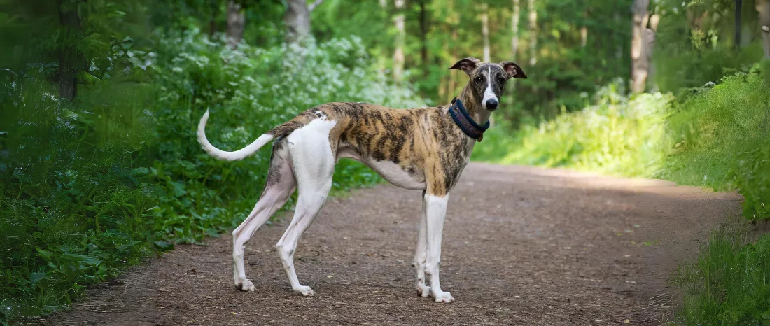 Whippet-hondenras-verzorging-gezin-sociaal-leven-fysieke-kenmerken-dieet-informatie