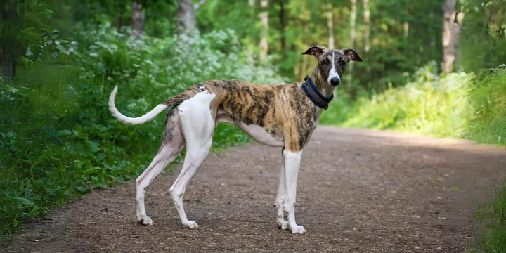 Whippet-hondenras-verzorging-gezin-sociaal-leven-fysieke-kenmerken-dieet-informatie