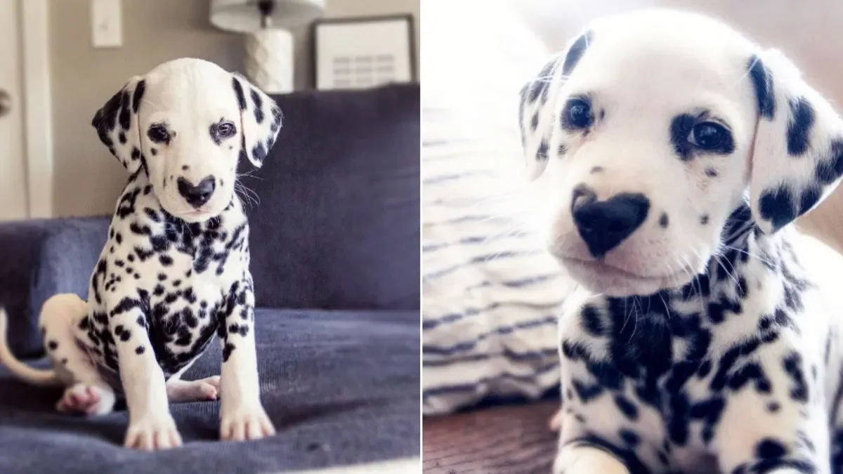 Wiley de Dalmatiër Draagt Zijn Hart op Zijn Neus 1
