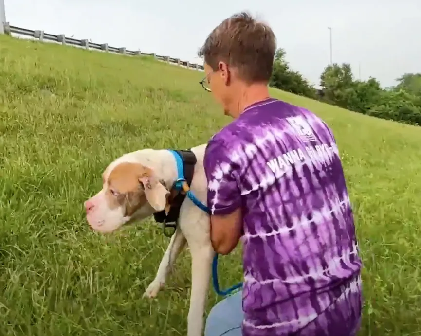 Woman Spots Sad Pit Bull Abandoned Along The Highway And Takes Quick Action 6
