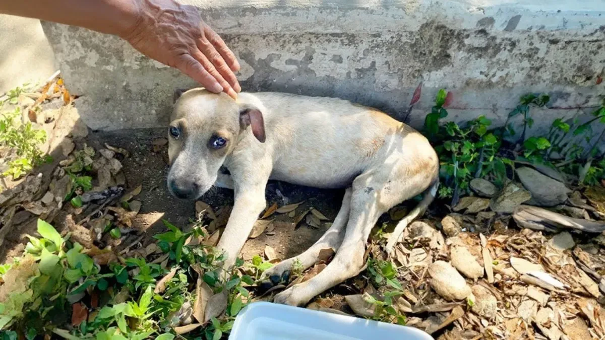 Woman discovers injured puppy while on vacation and gives her the best life possible 1