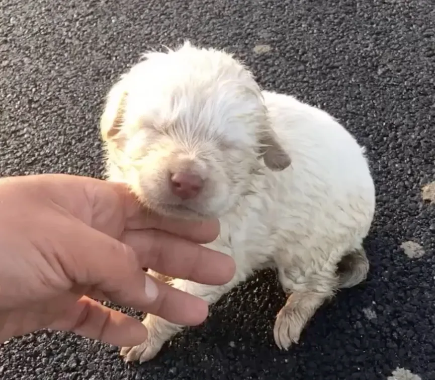 Woman finds defenseless newborn puppy abandoned on road 2