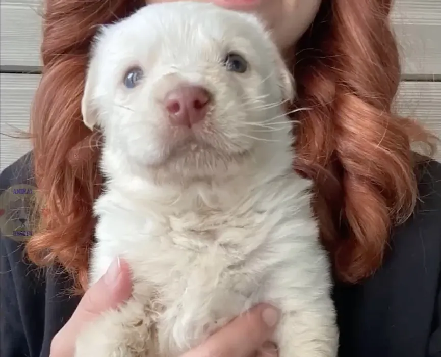 Woman finds defenseless newborn puppy abandoned on road 4