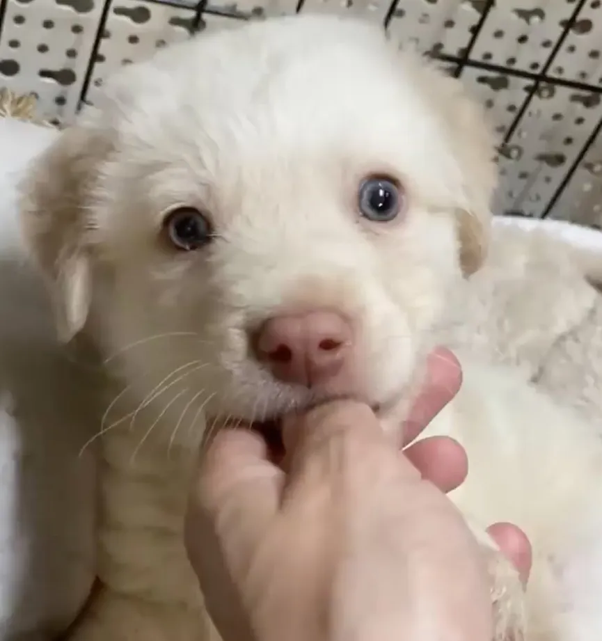 Woman finds defenseless newborn puppy abandoned on road 6