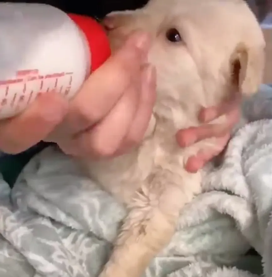 Woman finds defenseless newborn puppy abandoned on road 3
