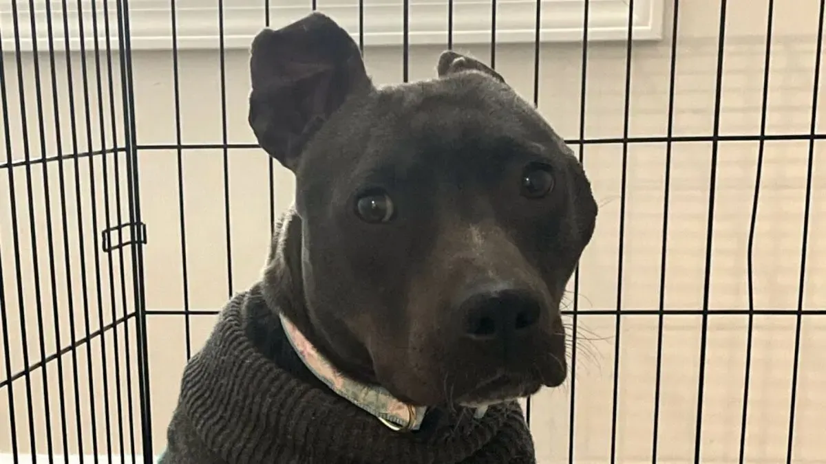 Woman gives black pit bull no one wanted a new home 1
