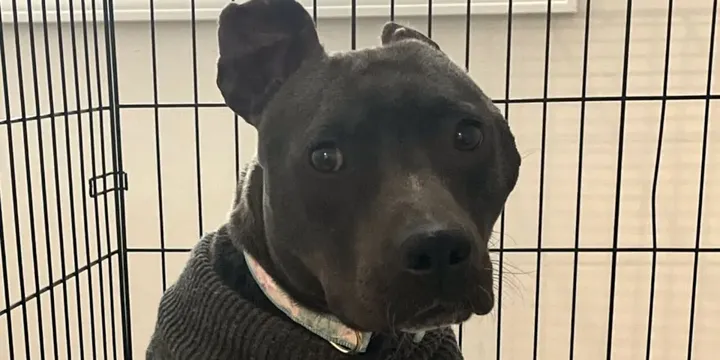 Woman gives black pit bull no one wanted a new home 1