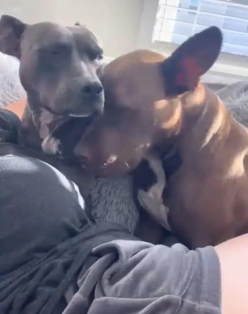 Woman gives black pit bull no one wanted a new home 6
