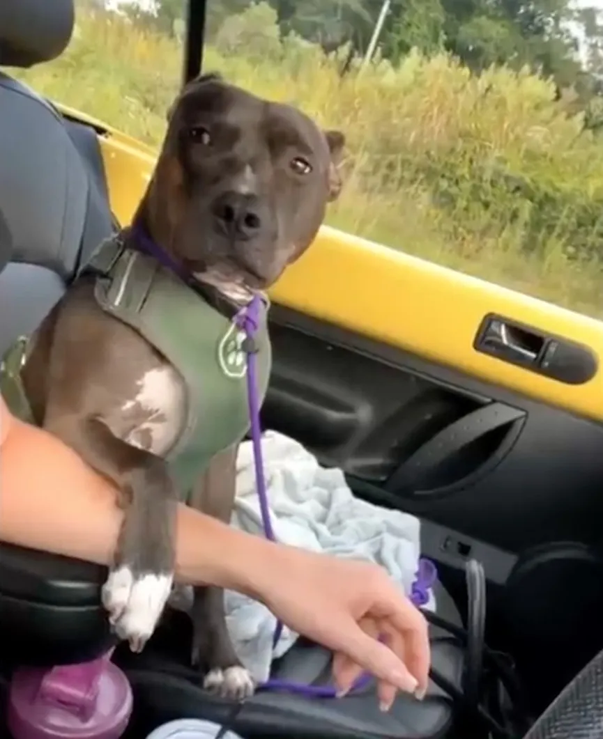 Woman gives black pit bull no one wanted a new home 5