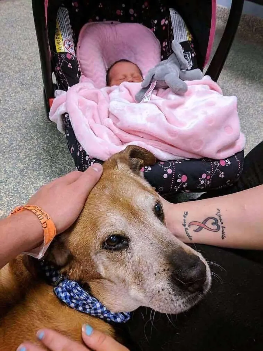 Zieke 17-jarige hond blijft net lang genoeg in leven om zijn babyzusje te ontmoeten 8