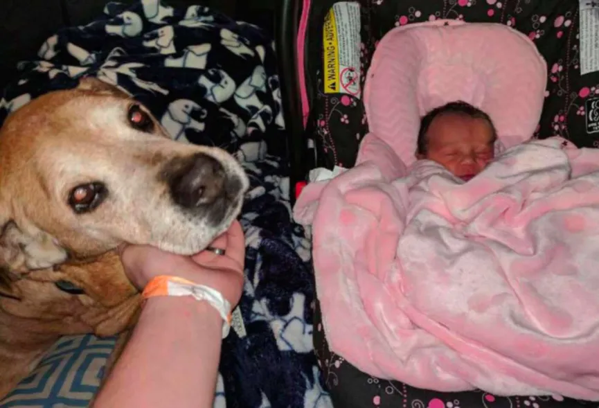 Zieke 17-jarige hond blijft net lang genoeg in leven om zijn babyzusje te ontmoeten 6