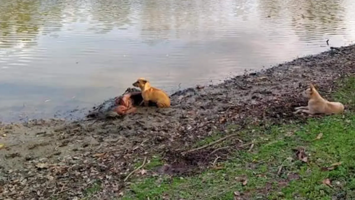 Zwerfhonden Beschermen Bejaarde Blinde Vrouw Die Bij De Rivier Ligt 1b