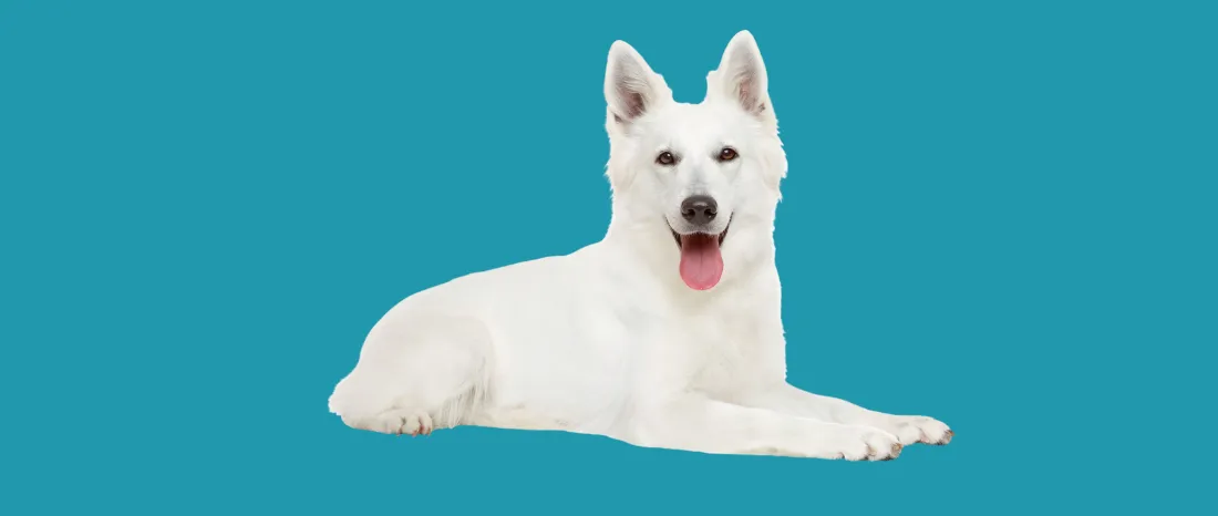 Zwitserse Witte Herdershond-hondenras-verzorging-gezin-sociaal-leven-fysieke-kenmerken-dieet-informatie