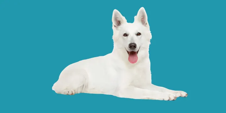 Zwitserse Witte Herdershond-hondenras-verzorging-gezin-sociaal-leven-fysieke-kenmerken-dieet-informatie