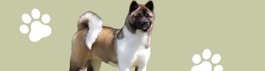 akita-hondenras-verzorging-gezin-sociaal-leven-fysieke-kenmerken-dieet-informatie