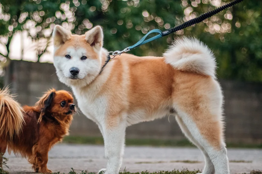 akita-inu-hond