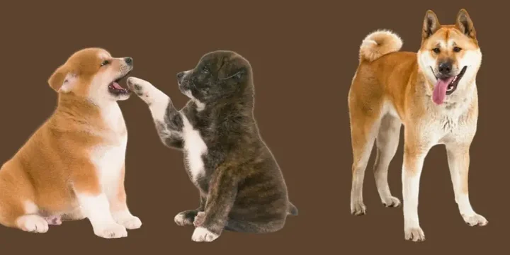 akita-inu-hondenras-verzorging-gezin-sociaal-leven-fysieke-kenmerken-dieet-informatie