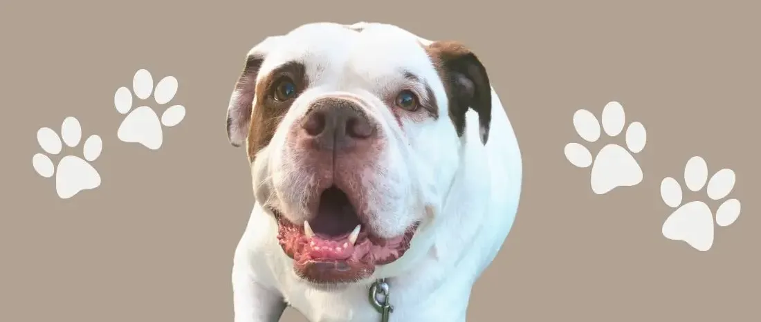 alapaha-blue-blood-bulldog-hondenras-verzorging-gezin-sociaal-leven-fysieke-kenmerken-dieet-informatie