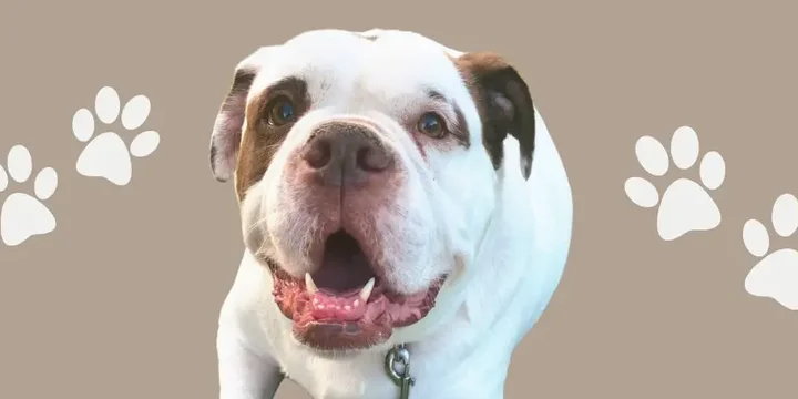 alapaha-blue-blood-bulldog-hondenras-verzorging-gezin-sociaal-leven-fysieke-kenmerken-dieet-informatie