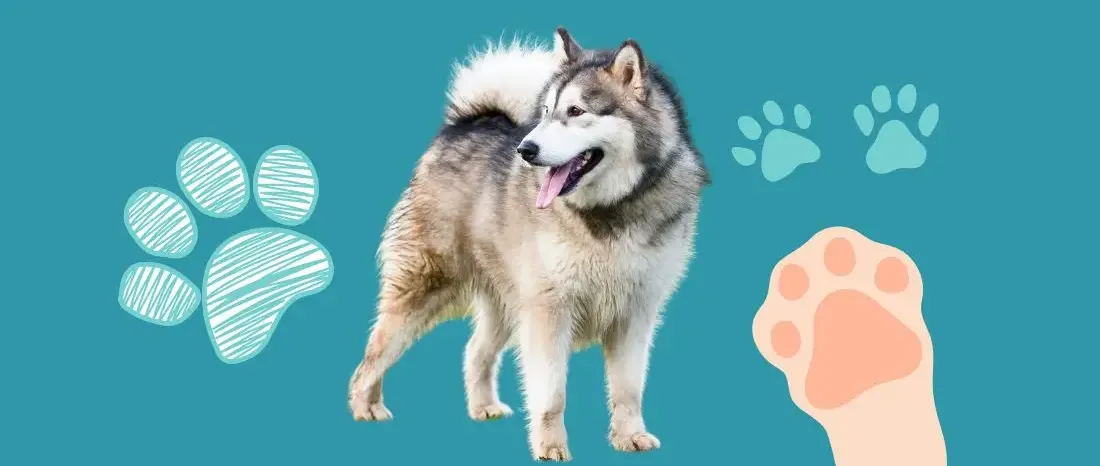 alaska-malamute-hondenras-verzorging-gezin-sociaal-leven-fysieke-kenmerken-dieet-informatie