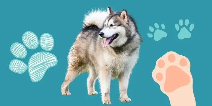 alaska-malamute-hondenras-verzorging-gezin-sociaal-leven-fysieke-kenmerken-dieet-informatie
