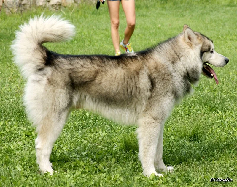 alaska-malamute-ras