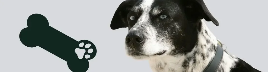 alaskan-husky-hondenras-verzorging-gezin-sociaal-leven-fysieke-kenmerken-dieet-informatie