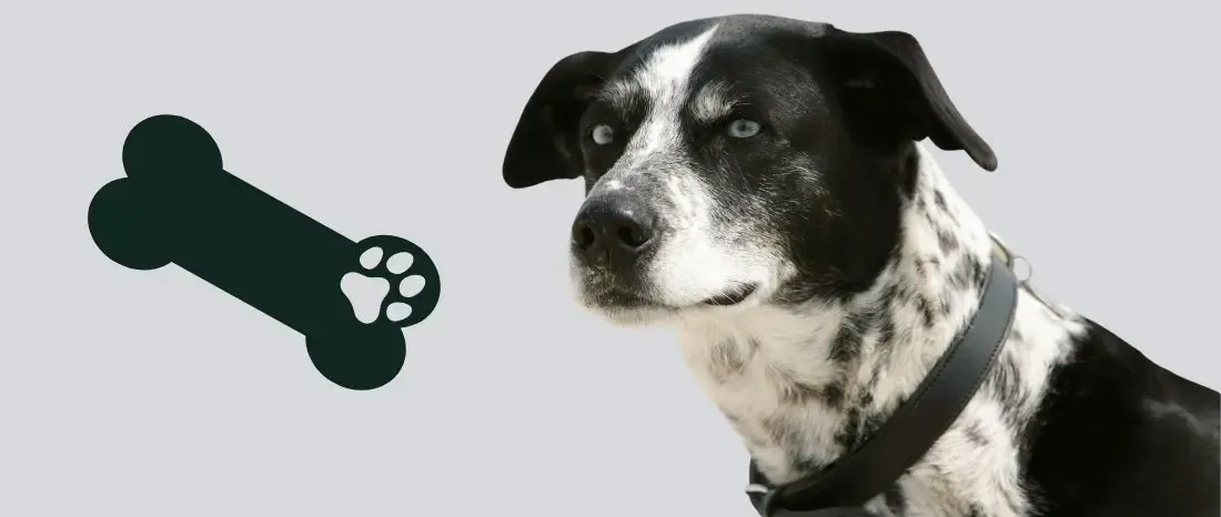 alaskan-husky-hondenras-verzorging-gezin-sociaal-leven-fysieke-kenmerken-dieet-informatie