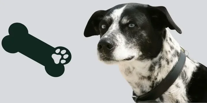 alaskan-husky-hondenras-verzorging-gezin-sociaal-leven-fysieke-kenmerken-dieet-informatie