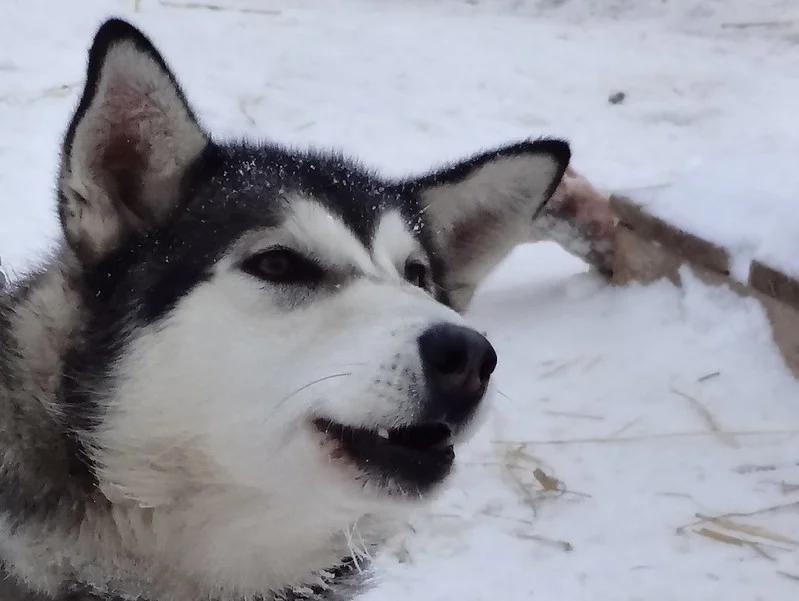 alaskan-husky-ras