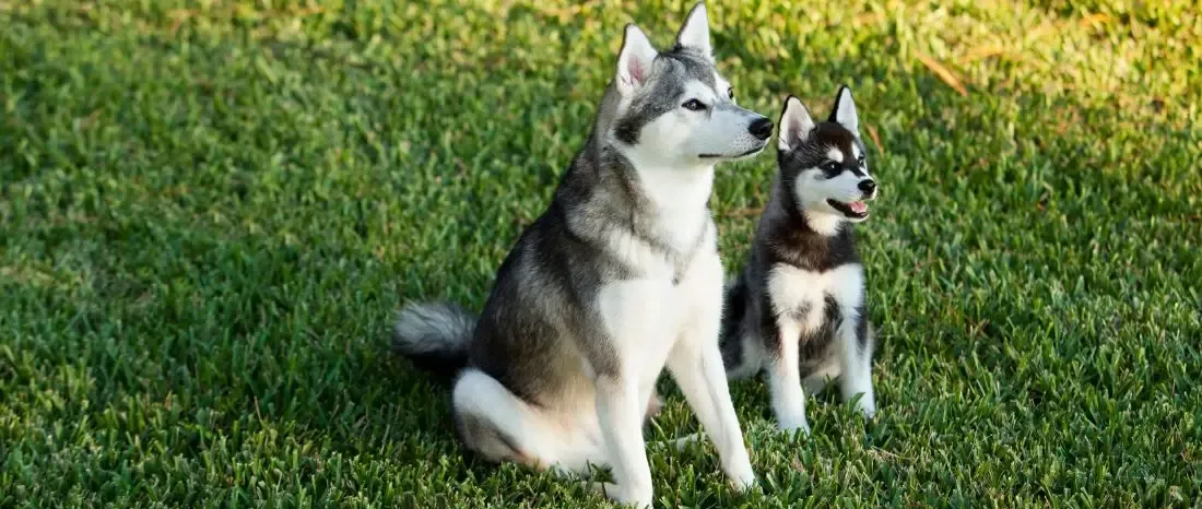 alaskan-klee-kai-hondenras-verzorging-gezin-sociaal-leven-fysieke-kenmerken-dieet-informatie