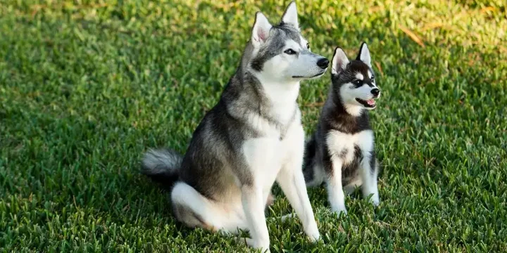 alaskan-klee-kai-hondenras-verzorging-gezin-sociaal-leven-fysieke-kenmerken-dieet-informatie