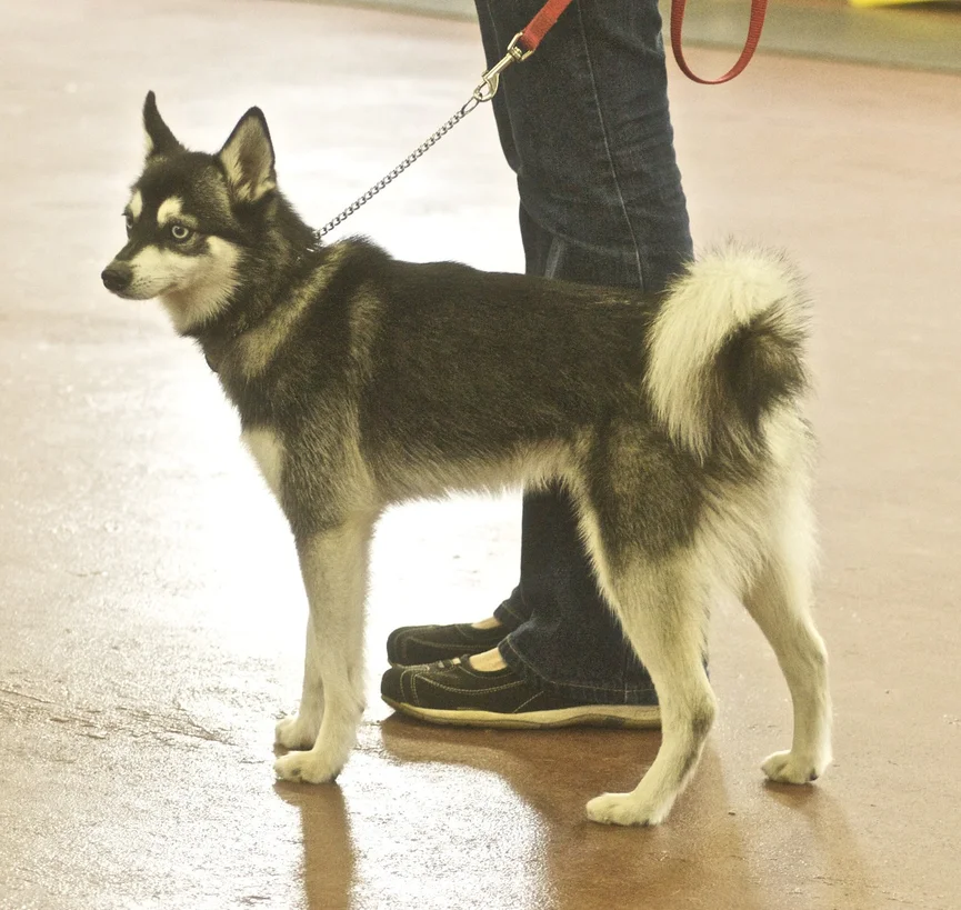 alaskan-klee-kai-ras