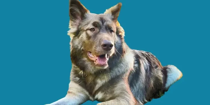 american-alsatian-hondenras-verzorging-gezin-sociaal-leven-fysieke-kenmerken-dieet-informatie